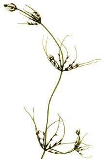 GS_Chara_contraria_20040721_D02
