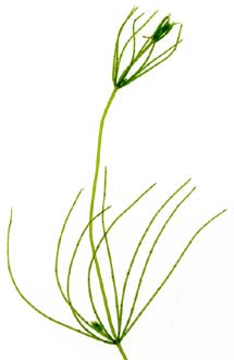 GS_Chara_globularis_20040721_B01