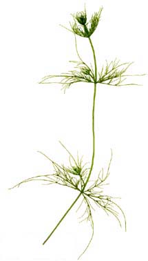 GS_Chara_vulgaris_20040721_A01a