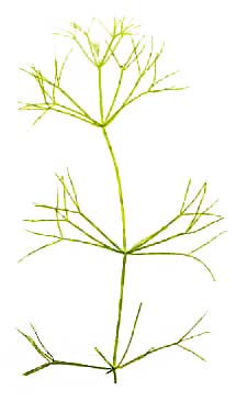 GS_Nitella_mucronata_20040721_B01