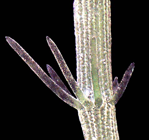 LE_Chara_hispida_20090901_02